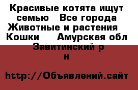 Красивые котята ищут семью - Все города Животные и растения » Кошки   . Амурская обл.,Завитинский р-н